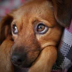 कुत्तों में एनीमिया - कारण, लक्षण और उपचार