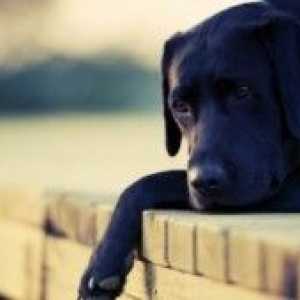 बीमार कुत्तों के लिए सबसे आम एंटीबायोटिक्स