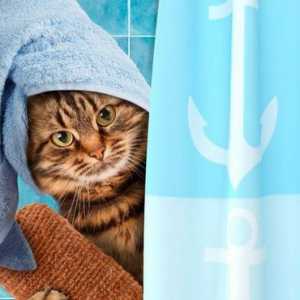 प्रयास में मरने के बिना अपनी बिल्ली को स्नान करना सीखें