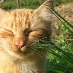 बिल्लियों के लिए 3 प्राकृतिक repellents बनाने के लिए जानें