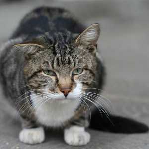बिल्लियों में संधिशोथ - लक्षण और उपचार