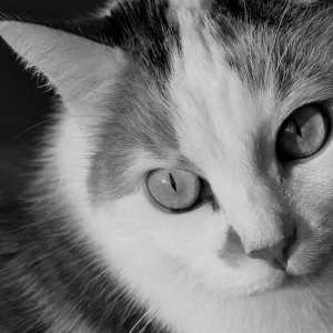 बिल्लियों में ऑस्टियोआर्थराइटिस - लक्षण और उपचार