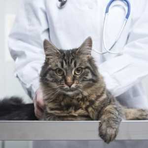 बिल्लियों में चढ़ाई - कारण और उपचार