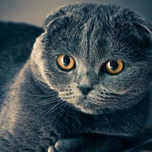 Asma en gatos - síntomas y tratamiento
