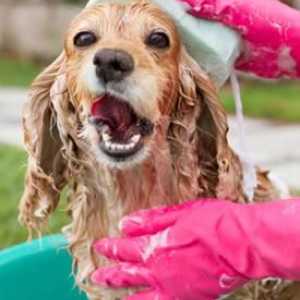 घर पर अपने कुत्ते को स्नान करें