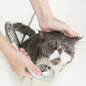 कदम से एक लंबे बालों वाली बिल्ली कदम स्नान करें