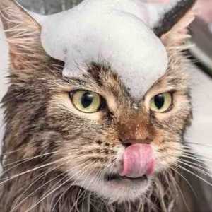 क्या बिल्ली अच्छी तरह से स्नान कर रही है?