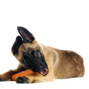 कुत्तों के लिए गाजर के लाभ