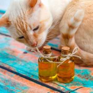 बिल्लियों के लिए जैतून का तेल के लाभ