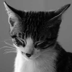 बिल्लियों में बिर्डेटेला - लक्षण और उपचार
