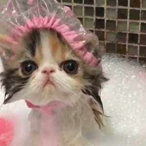 मुझे अपनी बिल्ली को कितनी बार स्नान करना चाहिए?