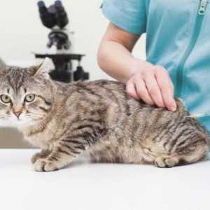 बिल्लियों के लिए टीका अनुसूची