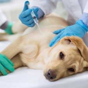 कुत्ते के लिए टीका अनुसूची - पिल्ले और वयस्कों