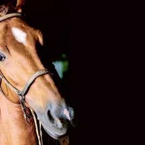 Caramelo, comfama के `informador` के कवर पर एक घोड़ा