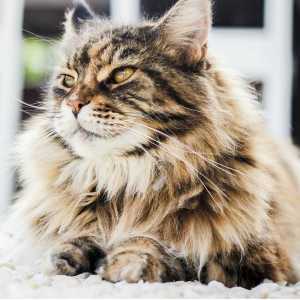 बिल्लियों में सिस्टिटिस - कारण, लक्षण और उपचार