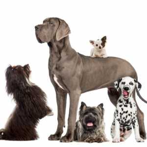 एफसीआई के अनुसार कुत्ते नस्लों का वर्गीकरण