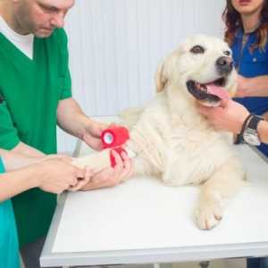 बिल्बाओ में पशु चिकित्सा आपातकालीन क्लीनिक - पशु चिकित्सक 24 घंटे