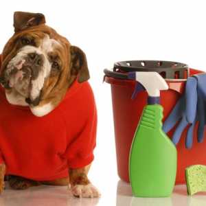 अपने घर में कुत्तों की गंध को कैसे नियंत्रित करें