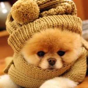 ठंड के दौरान अपने पालतू जानवर के बालों की देखभाल कैसे करें