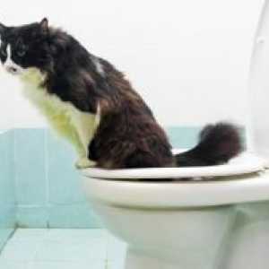 शौचालय का उपयोग करने के लिए मेरी बिल्ली कैसे सिखाओ