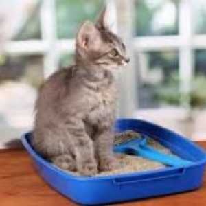 सैंडबॉक्स का उपयोग करने के लिए बिल्ली को कैसे सिखाया जाए
