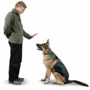 एक कुत्ते को आदेश कैसे सिखाओ