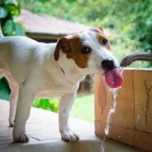कुत्ते को और पानी कैसे पीते हैं