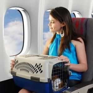 हवाई जहाज पर पालतू जानवरों को कैसे पहुंचाया जाए