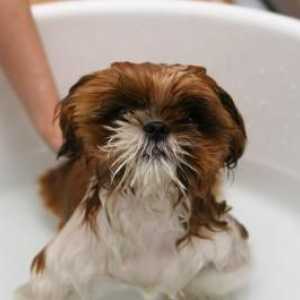 मुझे कुत्ते को कितनी बार स्नान करना चाहिए