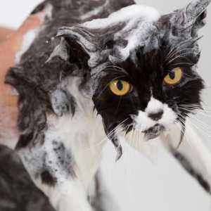 Fleas के साथ एक बिल्ली स्नान करने के लिए युक्तियाँ