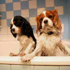 कुत्ते को स्नान करने के लिए सुझाव