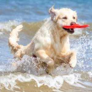 समुद्र तट पर अपने कुत्ते को लेने के लिए युक्तियाँ