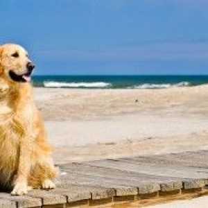 एक कुत्ते को समुद्र तट पर लेने के लिए युक्तियाँ