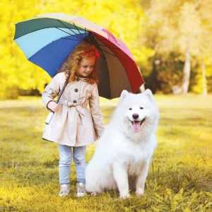 बारिश के साथ कुत्ते चलने के लिए युक्तियाँ