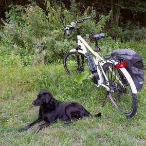 एक साइकिल पर अपने कुत्ते के साथ चलने के लिए युक्तियाँ