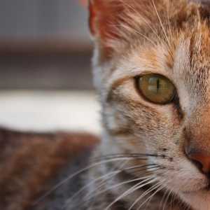 बिल्लियों में दौरे - कारण और क्या करना है