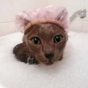 एक बिल्ली को स्नान करने के लिए कब