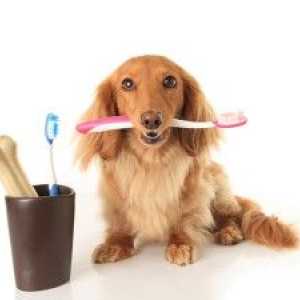 कुत्ते की देखभाल: अपने कुत्ते के दांत कैसे साफ करें