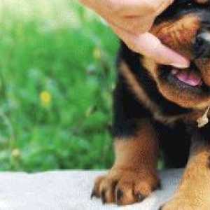 पिल्लों में दांतों की देखभाल