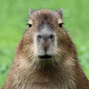 Cuidados de una capibara