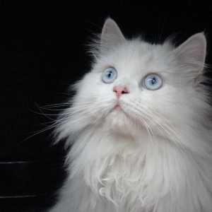 फारसी बिल्ली बाल देखभाल