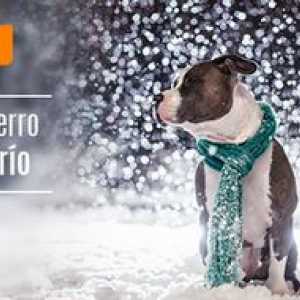 कुत्तों के लिए सर्दियों के दौरान विशेष देखभाल