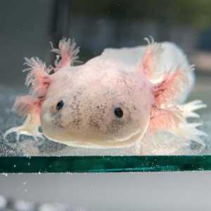 Axolotl का ट्रिविया