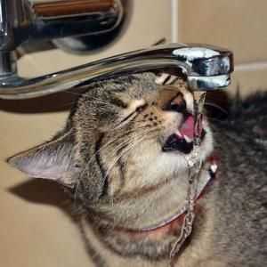 बिल्ली को कितनी मात्रा में पानी पीना चाहिए?