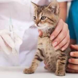 बिल्लियों के लिए अनिवार्य टीका क्या हैं