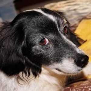 कुत्तों में हेपेटाइटिस के लक्षण क्या हैं