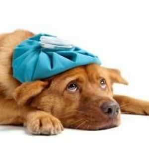 कुत्तों में निमोनिया के लक्षण क्या हैं