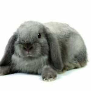 खरगोश बेली के प्रकार क्या हैं