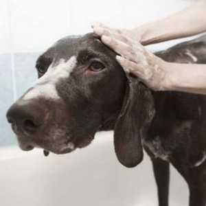 मुझे अपने कुत्ते को स्नान कब करना चाहिए?