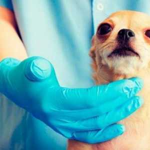 मैं अपने कुत्ते पर कब और क्या टीका लगा सकता हूं?